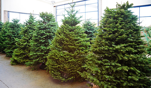 non drop above 10ft christmas trees delivered london non drop above 10ft christmas trees delivered london