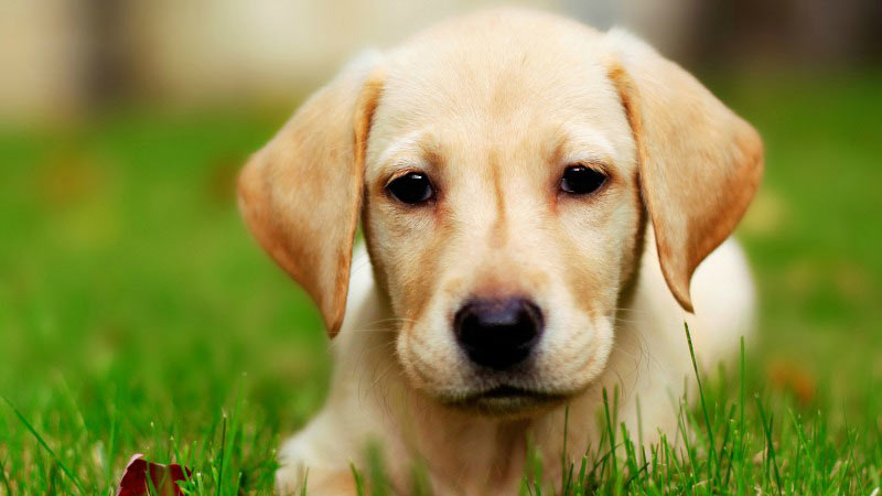 Dog Friendly policy at The Muckleburgh Collection NR25 7EG