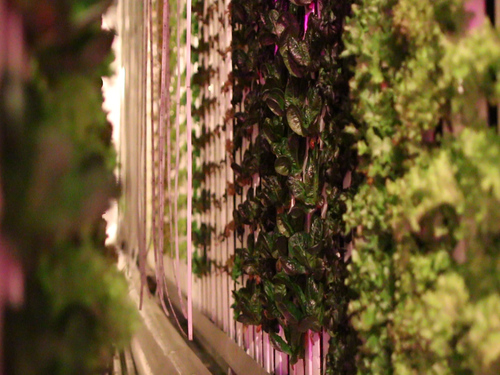 Freight farms containers can grow up to 4500 individual plants and can be monitored via the cloud.