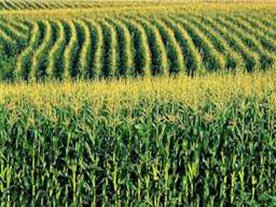 Organic corn based products are gaining popularity among U.S. consumers in 2016