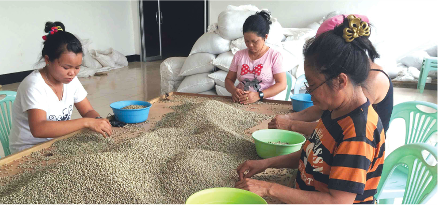 Women sorting dry coffee beans for quality