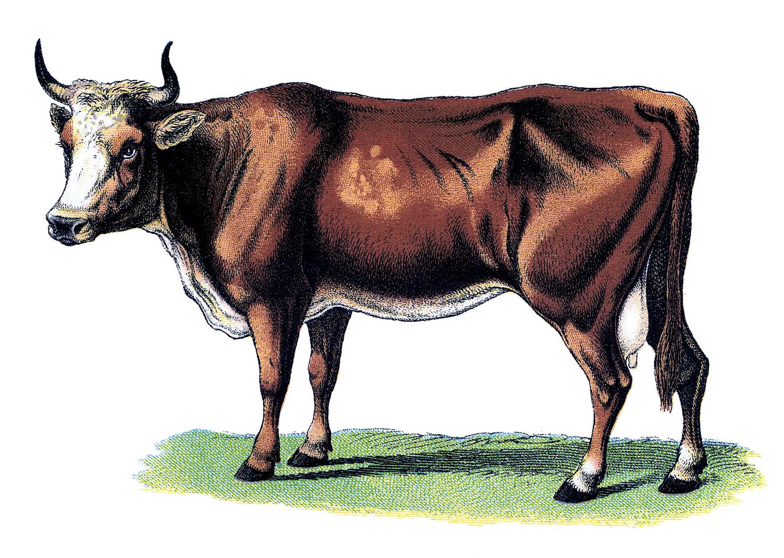 Drawing of an Ox, representing the Wisdom of Crowds