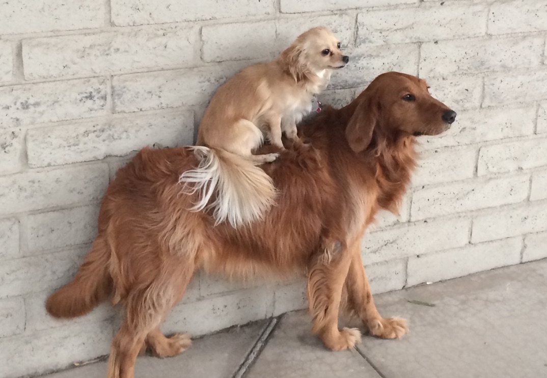 auto shop mascots