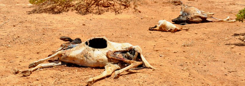 famine in ethiopia horn of africa