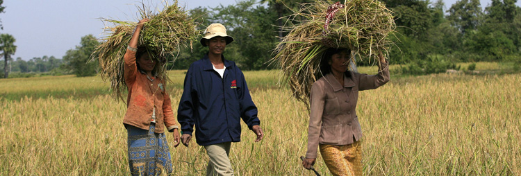 rural poverty in cambodia farmers
