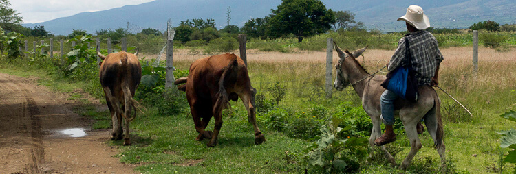 The challenges of rural poverty in Mexico