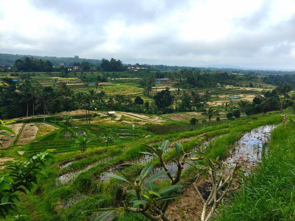 under30experiences-trips-bali-rice-terraces