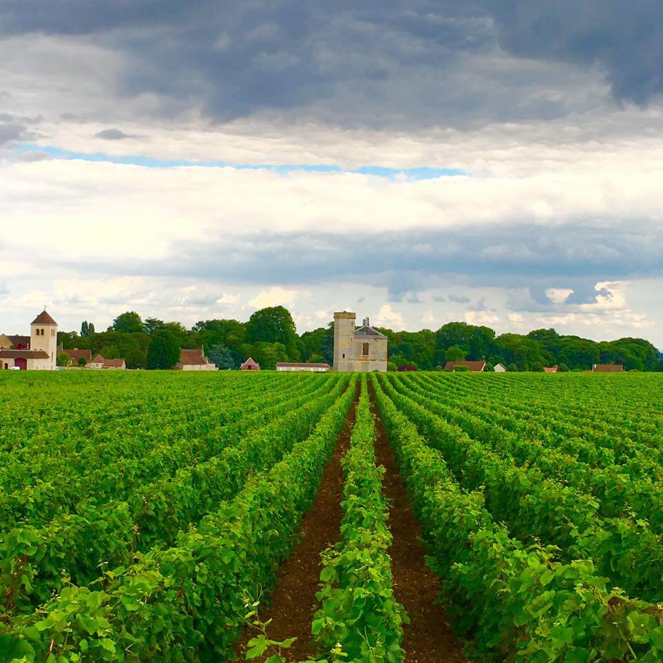 blog-explore-france-vineyards