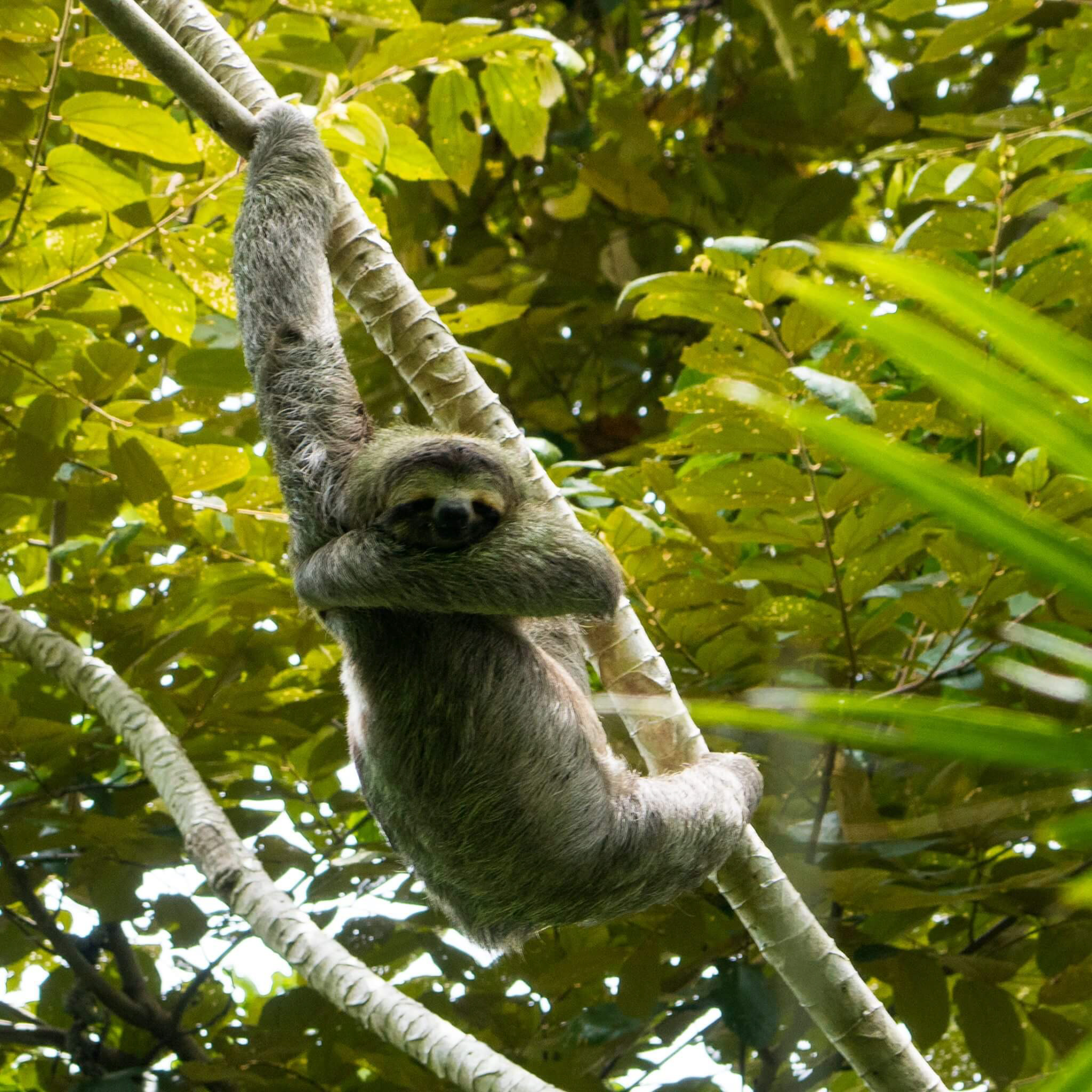 blog-explore-central-america-manuel-antonio-national-park-sloth