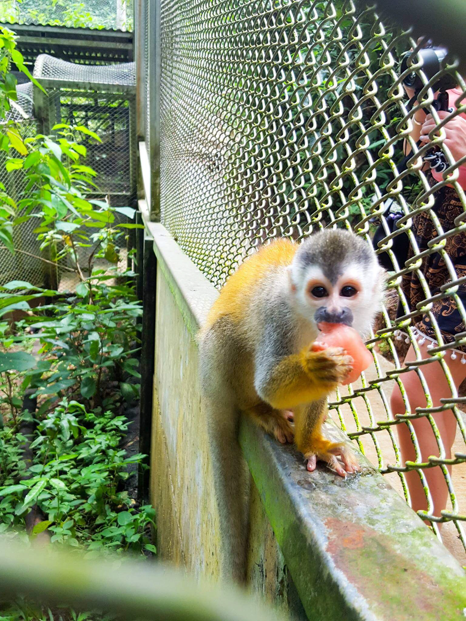blog-explore-central-america-kids-saving-rainforest-titi-monkey
