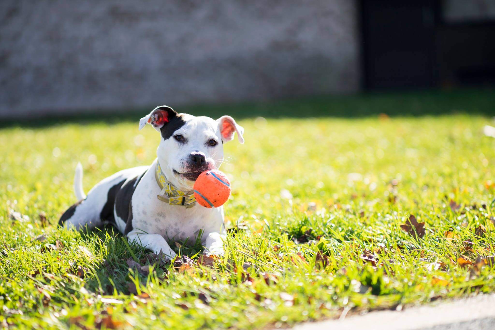 blog-5-greatest-life-lessons-playful-dog