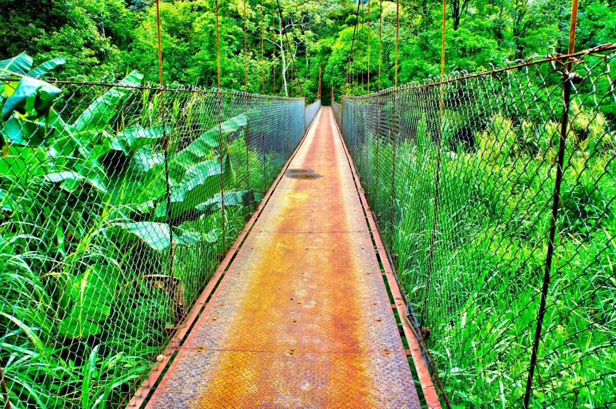 visit-costarica-in-rainy-season-green-jungle-bridge