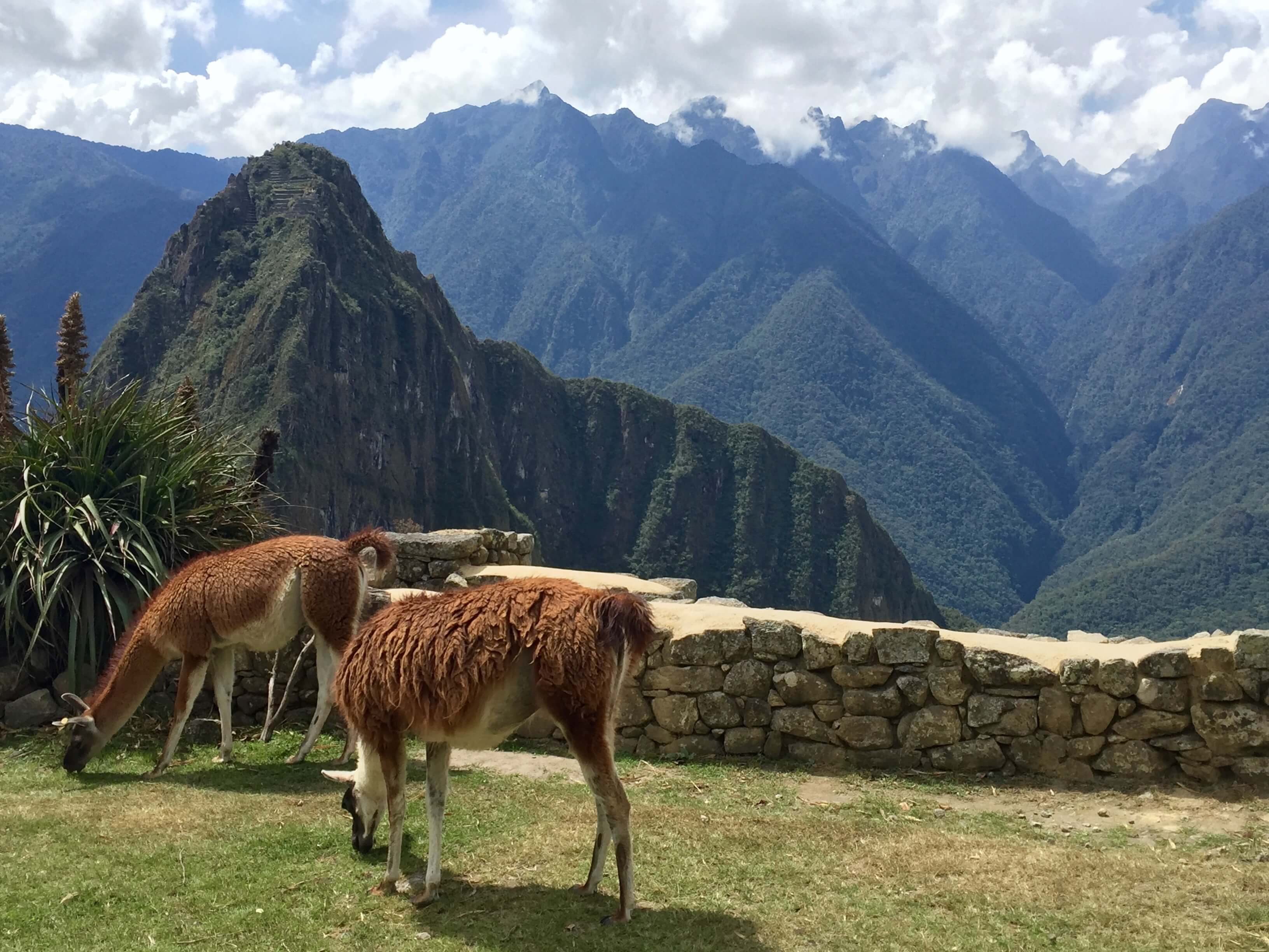 blog-10-facts-machu-picchu-llamas