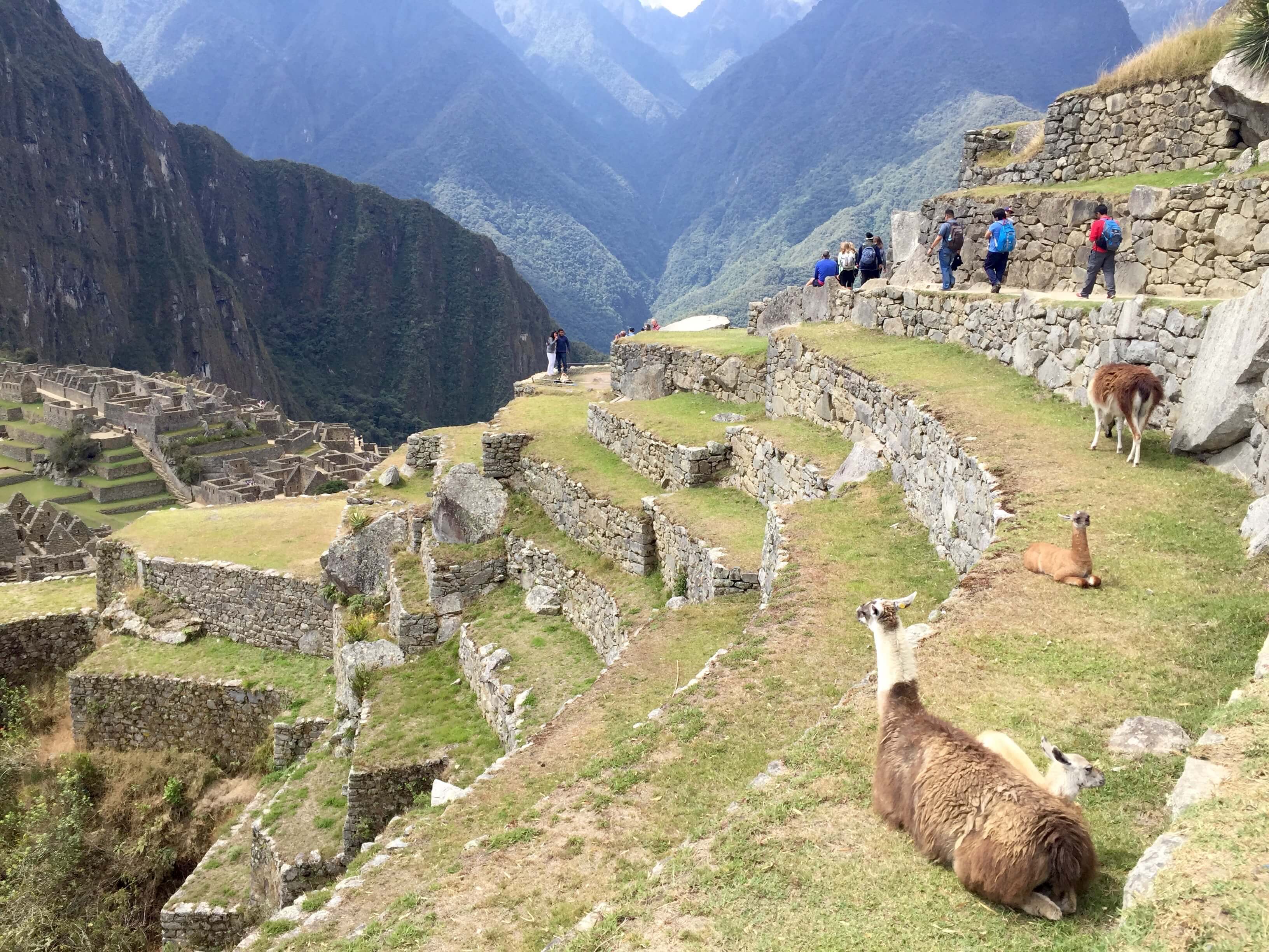 blog-10-facts-machu-picchu-llamas-on-terrace