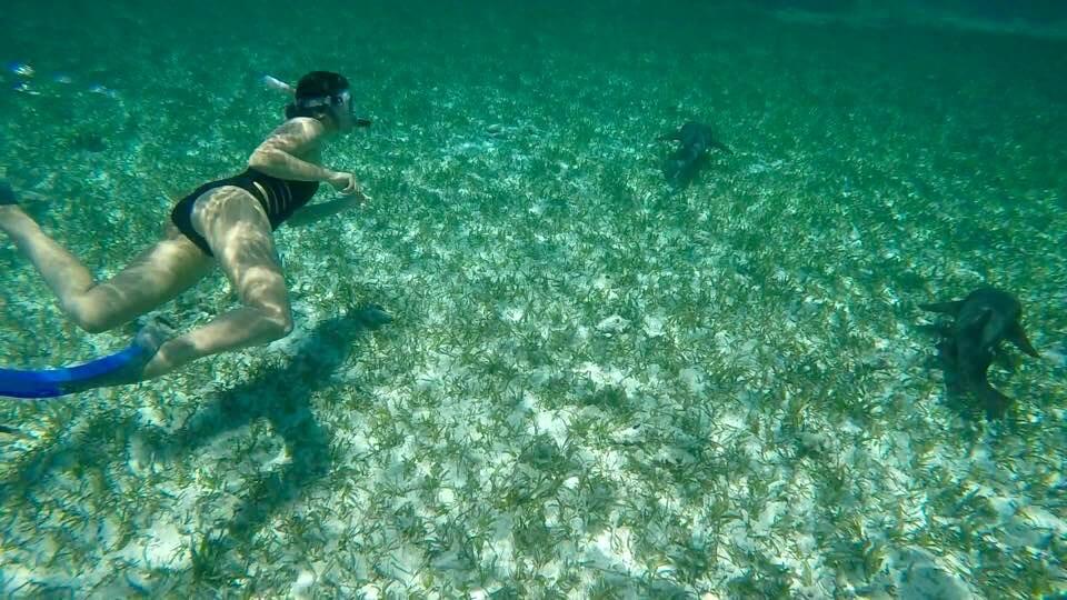 blog-you-better-belize-it-swimming-with-sharks