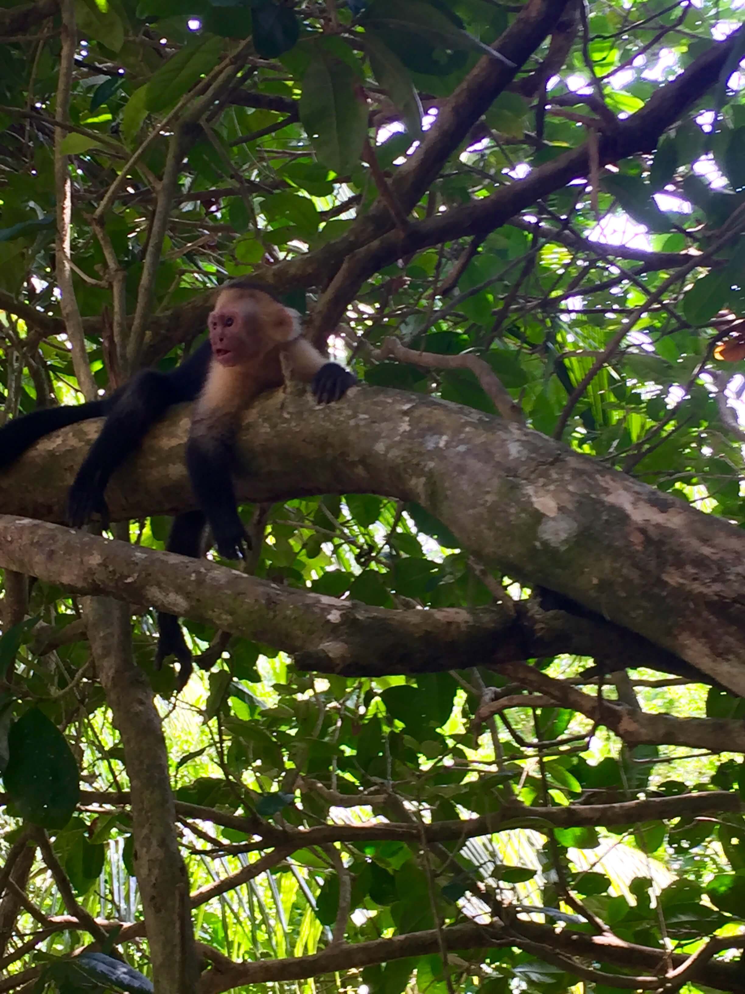blog-costa-rica-9-days-capuchin-monkey