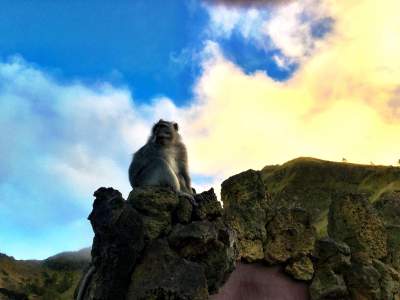 BLOG-BALI-IS-MORE-THAN-EATING-PRAYING-LOVING-monkey
