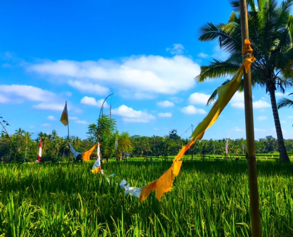 blog-Choose-Yourself-Today- New-Yoga-&-Life-Coaching-Retreat-in-Bali-flags-rice-paddy .jpg