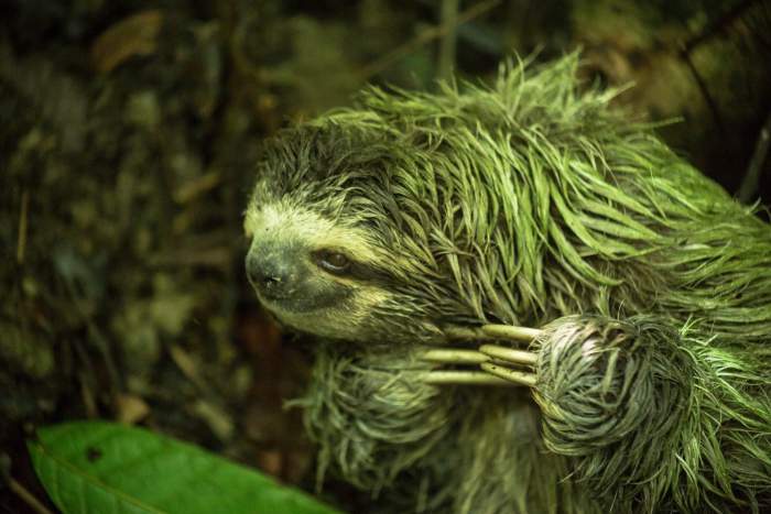 blog-Why-Our-Community-Is-More-Important-Now-Than-Ever-Before-sloth.jpg
