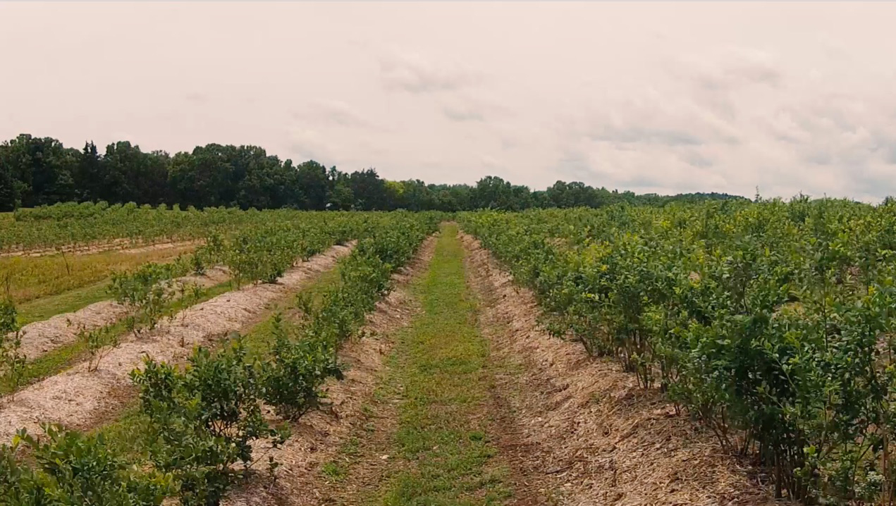 Persimmon Hill Farm Lampe, Missouri