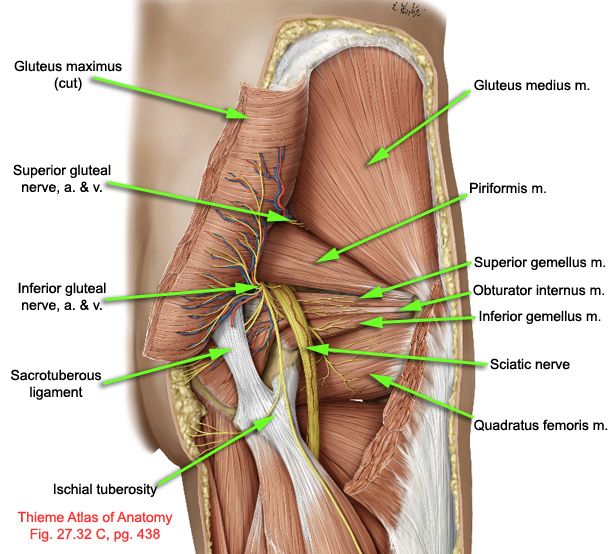 Anatomie et piriforme syndrôme du piriforme