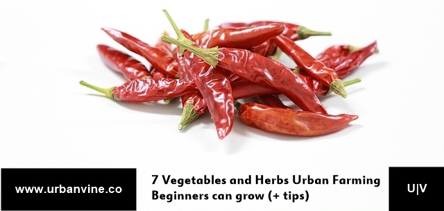 7 Vegetables and Herbs Urban Farming Beginners Can Grow