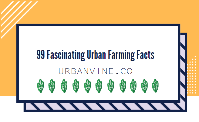 Where To Find Seeds If You're Just Getting Started With Urban Farming