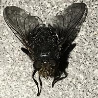 Fly Control