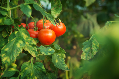 growing tomatoes