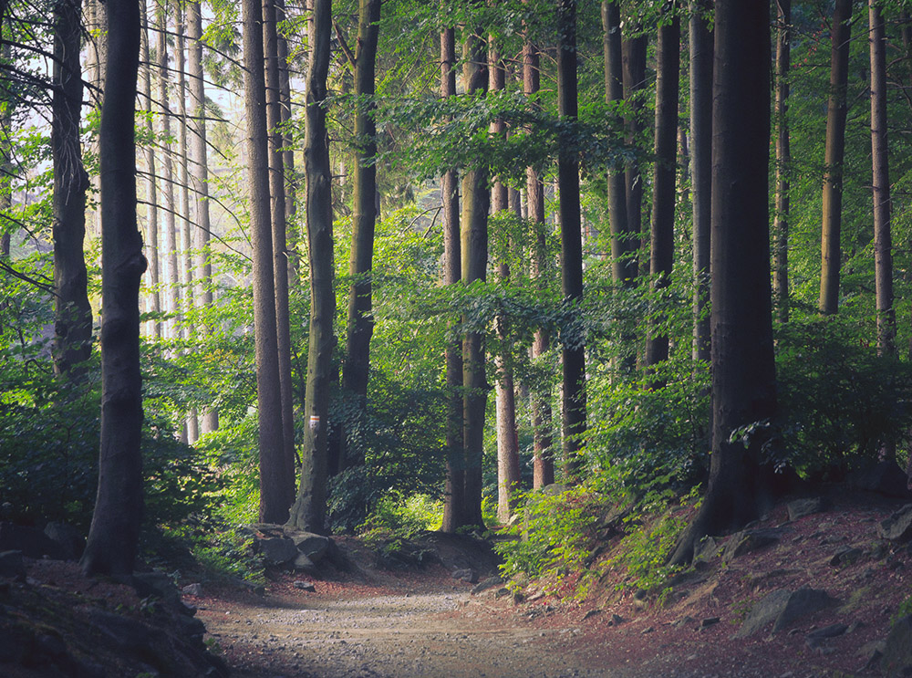 A beautiful treescape in Bellingham WA