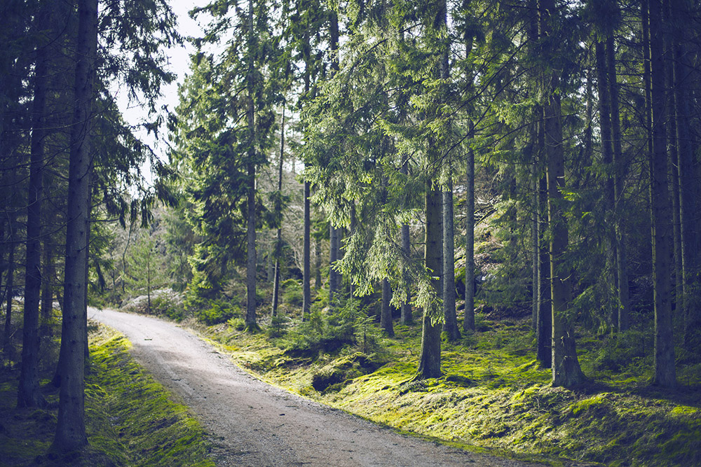A Road With Trees