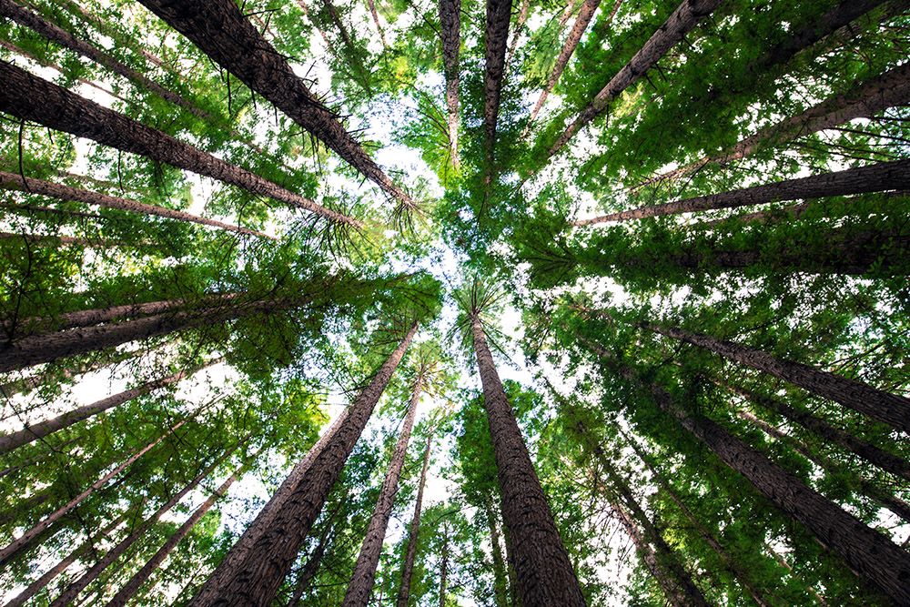 Looking up at trees