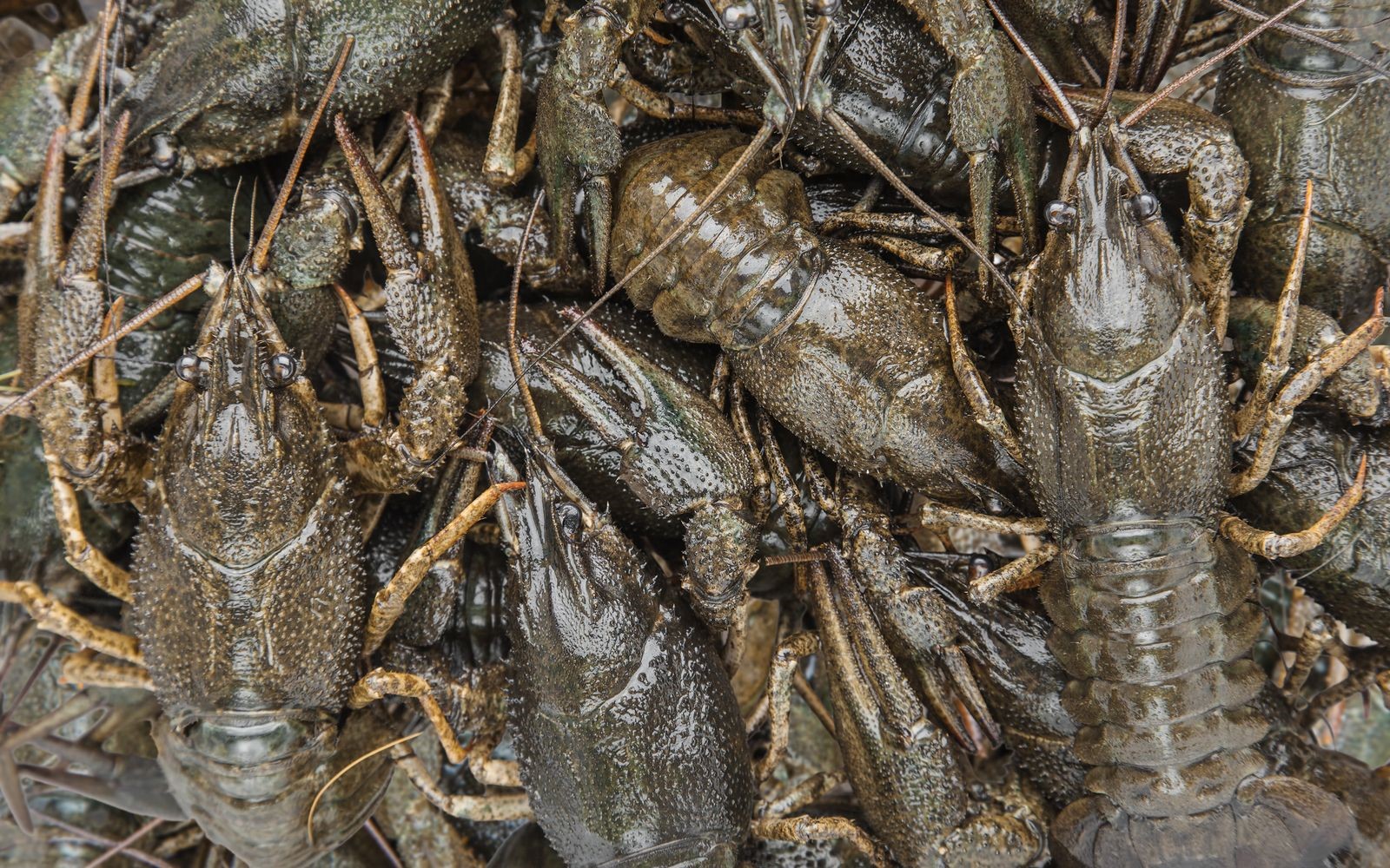Learn How Restaurants Store Year Round Crawfish to Keep Them Fresh
