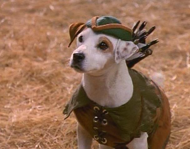 puppy wearing a robin hood outfit