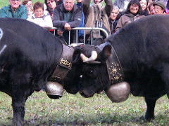Dramatic cow standoff at La Fouly