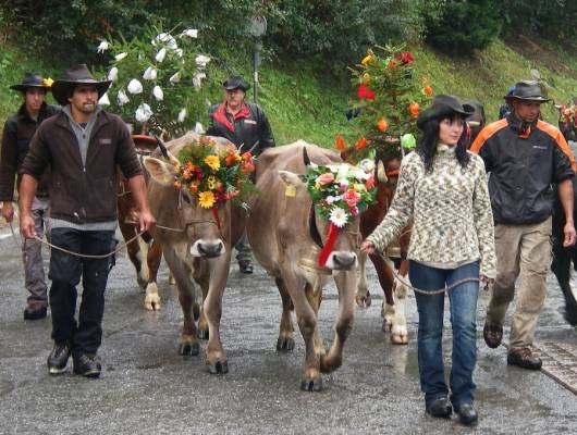 A celebration of cows, La Fouly, Switzerland