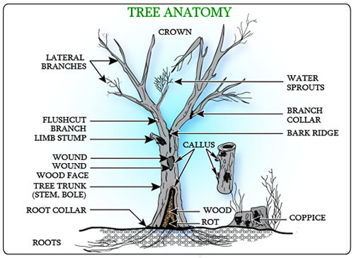 tree anatomy
