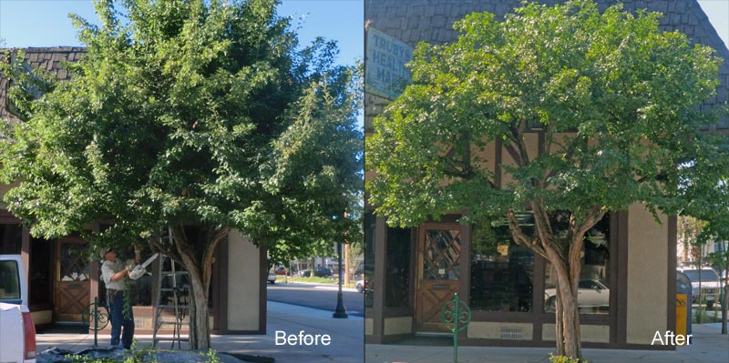 before and after tree trimming bellingham wa