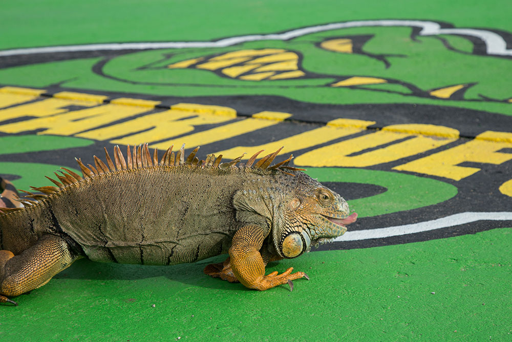 Located inside the water park, Reptile World gives children and adults alike a chance to see these wild creatures up close and personal, with special hands-on learning experiences led by experts. (Photo: Darcy Daniels)