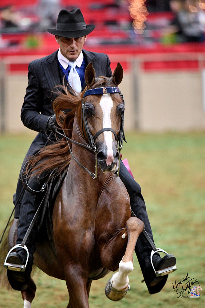 This year, the Arabian Horse Association expects about 1,800 horses and nearly 1,200 owners from all 50 U.S. states and the Canadian provinces.