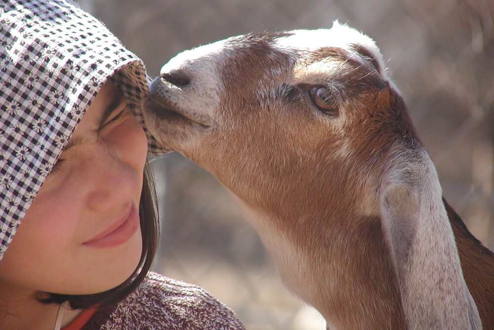 Goats are a lot of work, but they can be pretty rewarding too. (Photo: Jennifer Zehnder)
