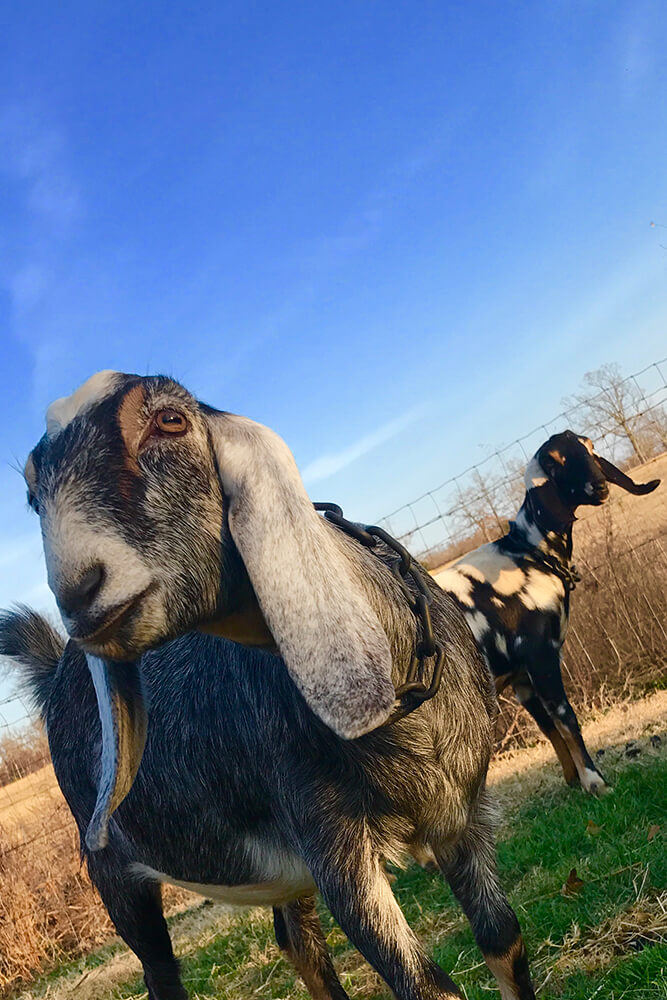 You’ve probably heard that goats will eat anything, but that’s not really true. (Photo: Jennifer Zehnder)