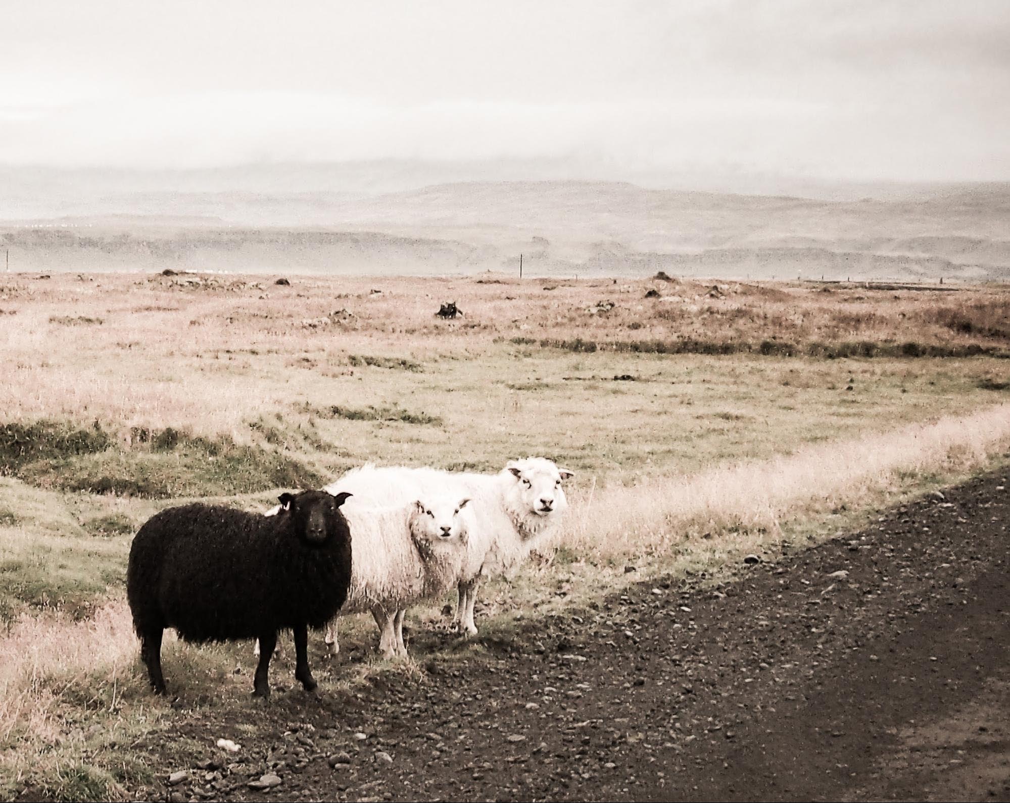 One black sheep, two white ones