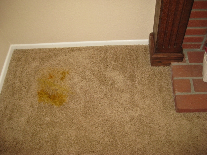 Cleaning carpet with plant stains