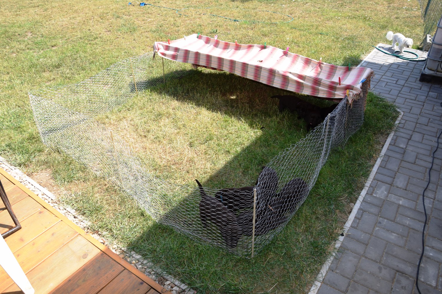 štěňátka