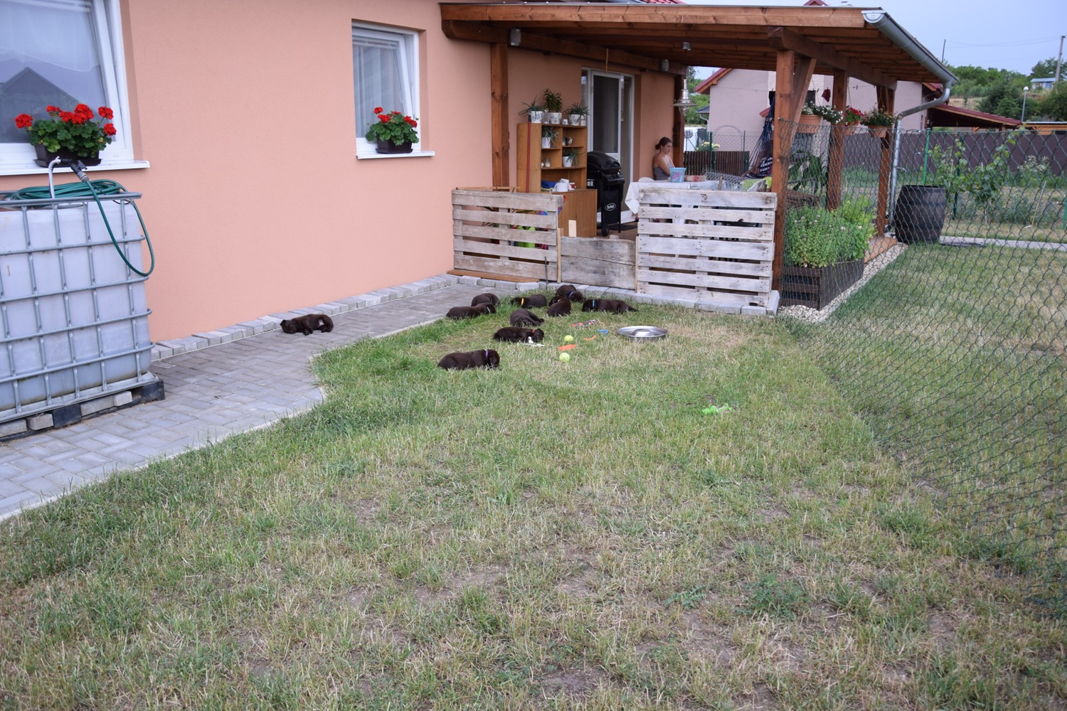 štěňátka