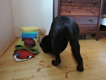 štěňátka