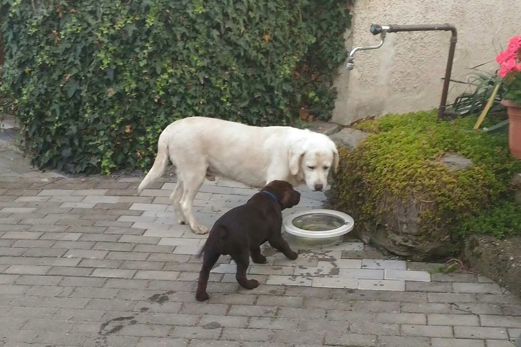 štěňátka