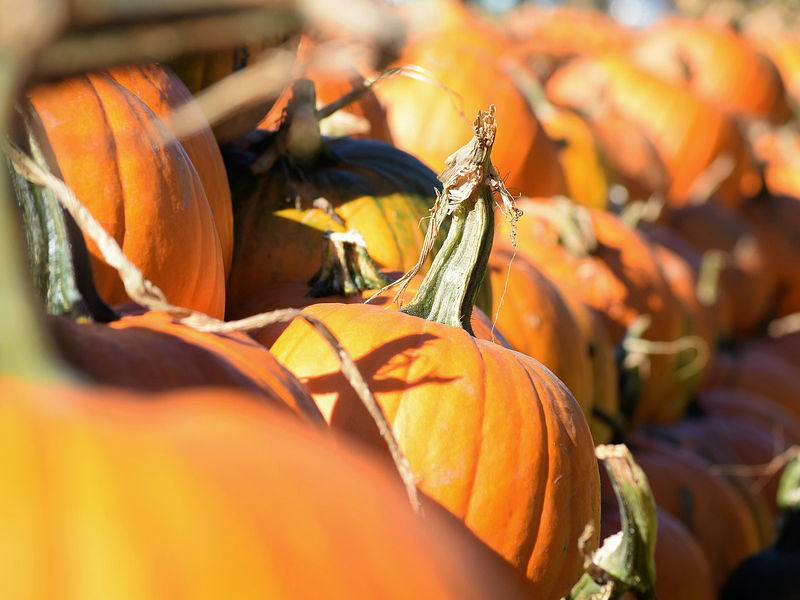 pumpkins in patch