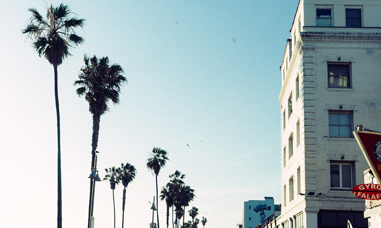 Venice Beach palm trees and buildings